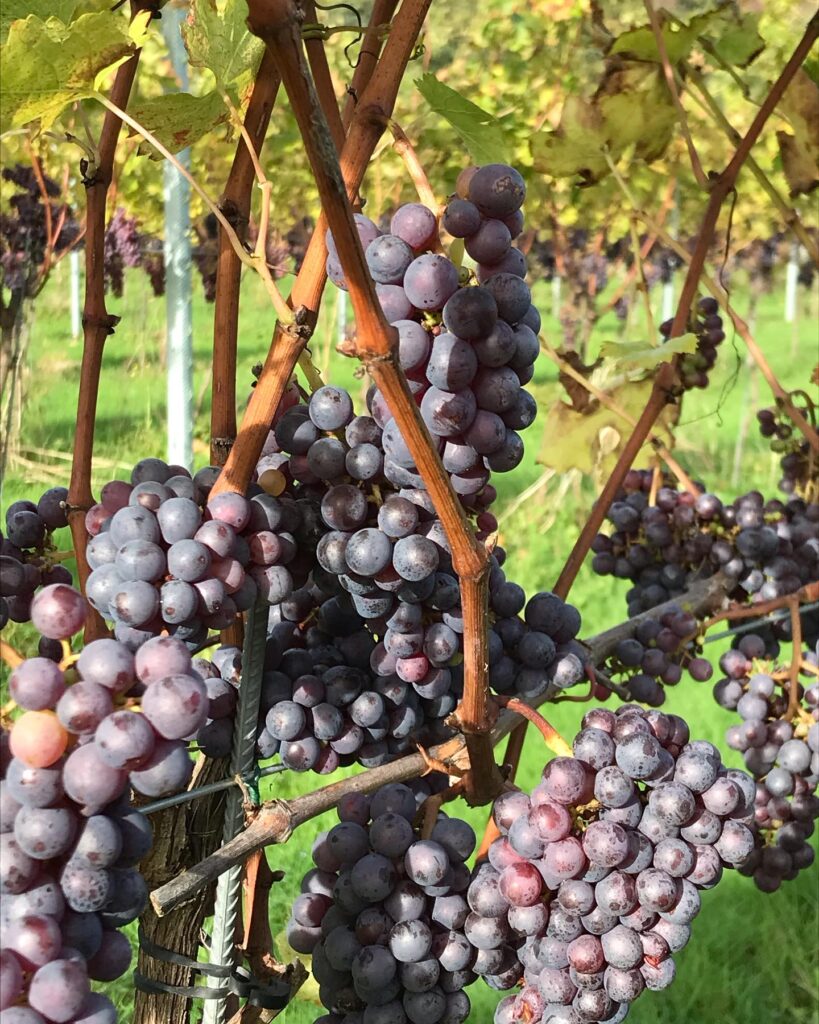 White Castle Vineyard primary image